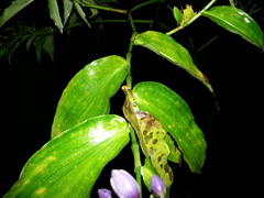 Dichorisandra amabilis