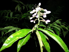 Dichorisandra amabilis