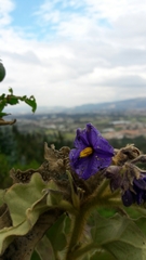 Solanum crinitipes
