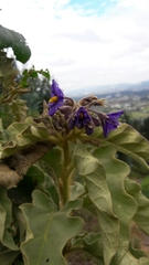 Solanum crinitipes