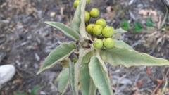 Solanum crinitipes