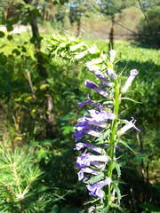 Lobelia elongata
