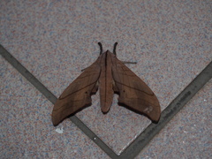 Marumba cristata bukaiana