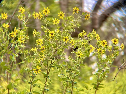 Texas greeneyes (Berlandiera texana)