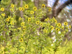 Berlandiera texana