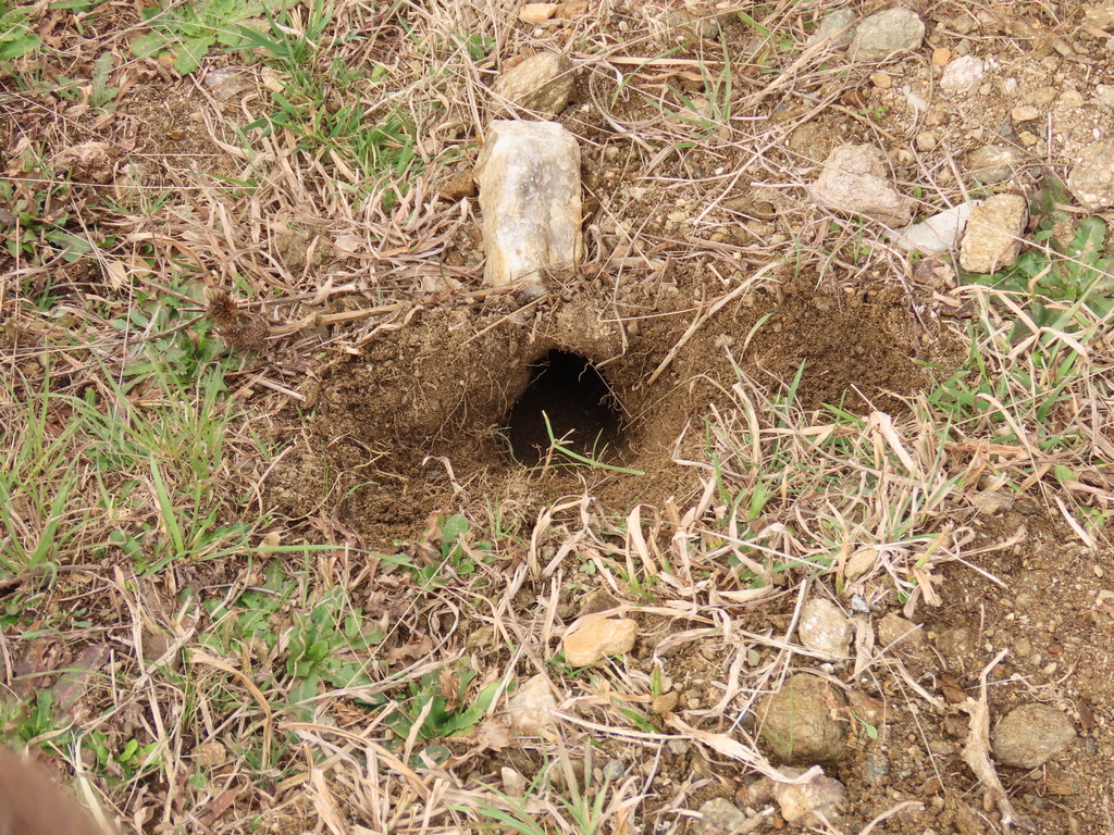 Reig's Tuco-Tuco