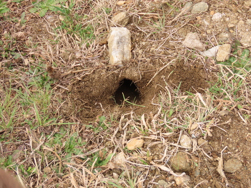 Reig's Tuco-tuco (Ctenomys osvaldoreigi) — Critically Endangered Mammalia