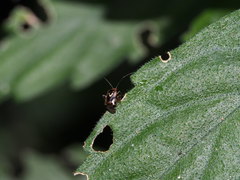 Sabactiopus sauteri