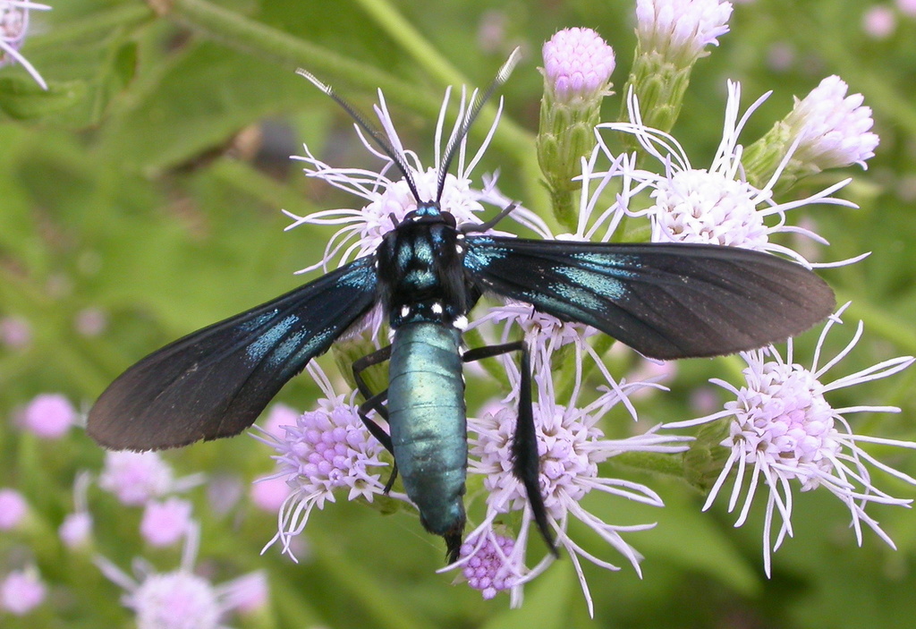 Southern Cyan Tiger Moth