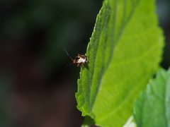 Sabactiopus sauteri