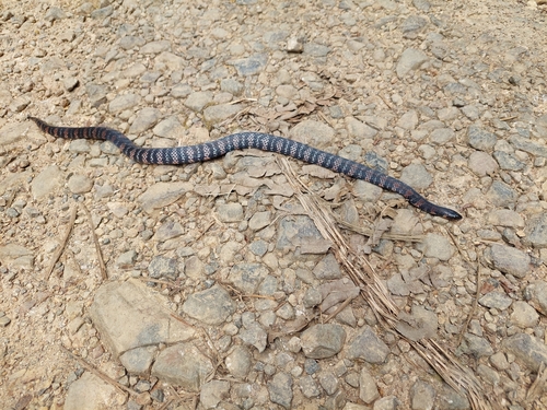 Fat Ground Snake