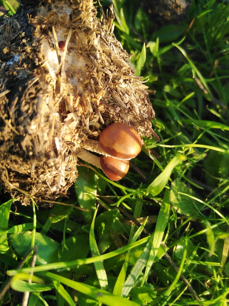 Deconica coprophila · July 2023 · photo: © nicolas_joak (iNaturalist, cc0)