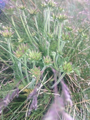 Chaerophyllum eriopodum