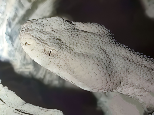 Razi's Viper