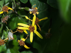 Senecio scandens incisus