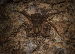 Stephanopis carcinoides