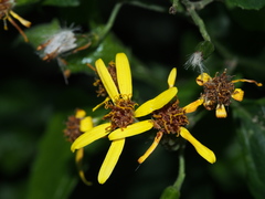 Senecio scandens incisus
