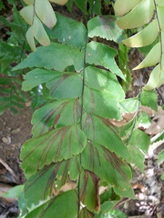 Adiantum trapeziforme