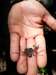 Phrynus whitei