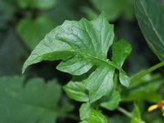 Senecio scandens incisus