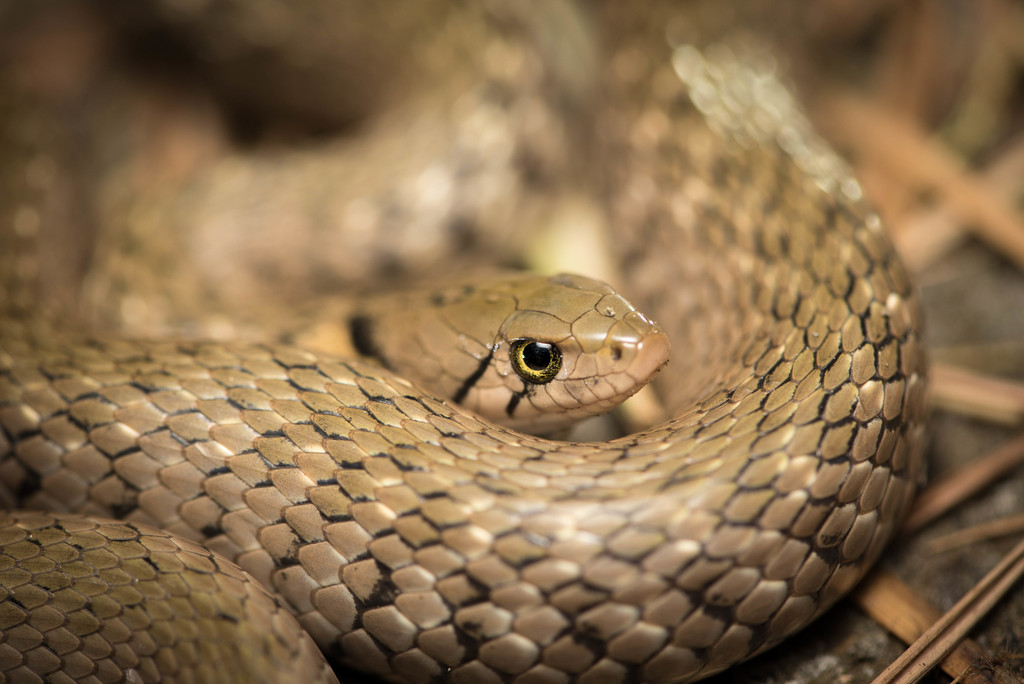Yellow-spotted Keelback Water Snake