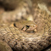 Yellow-Spotted Keelback - Photo (c) 尹若宇, some rights reserved (CC BY-NC)