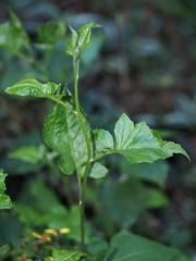 Senecio scandens incisus