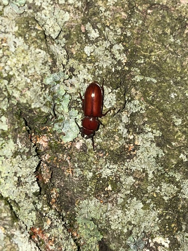 Pole Borer photo 4
