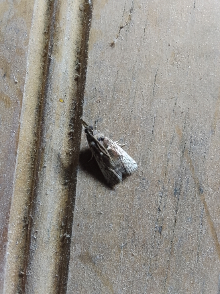 Pseudodivona