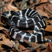 Many-banded Krait - Photo (c) 尹若宇, some rights reserved (CC BY-NC), uploaded by 尹若宇