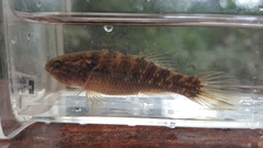 Dormitator maculatus