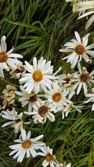 Dolichoglottis scorzoneroides