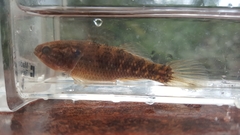 Dormitator maculatus