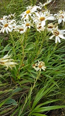 Dolichoglottis scorzoneroides