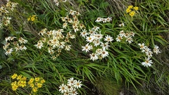 Dolichoglottis scorzoneroides