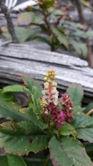 Phytolacca bogotensis
