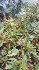 Phytolacca bogotensis