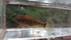 Dormitator maculatus