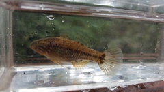 Dormitator maculatus