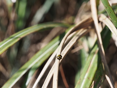 Gallerucida bifasciata