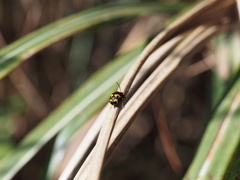 Gallerucida bifasciata