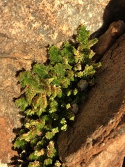 Selaginella eremophila
