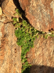 Selaginella eremophila