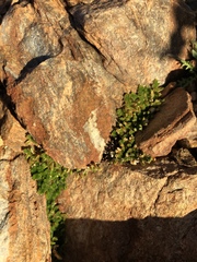 Selaginella eremophila