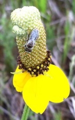 Perdita albipennis