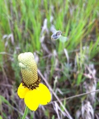 Perdita albipennis