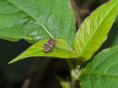 Cletomorpha simulans
