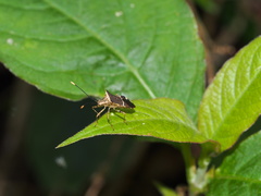 Cletomorpha simulans