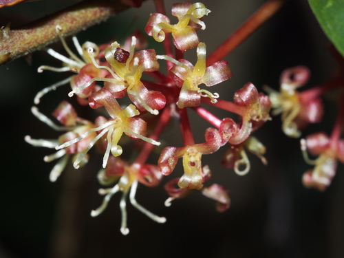 Smilax bracteata