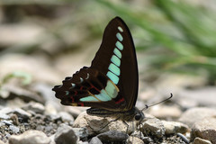 Graphium sarpedon connectens